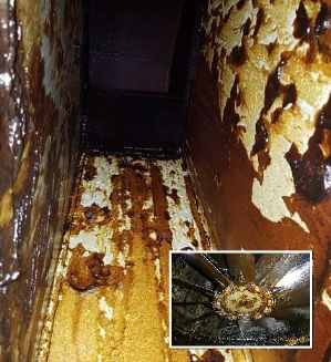 Screenshot 11 1 2026 174110 shepherdfilters.com